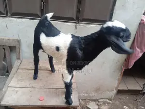 1 Local Goat and 1 Cross-Breed Kid