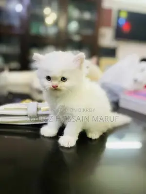 পার্শিয়ান ট্রিপল কোর্টের