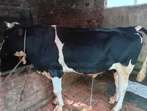 Bull for Sale