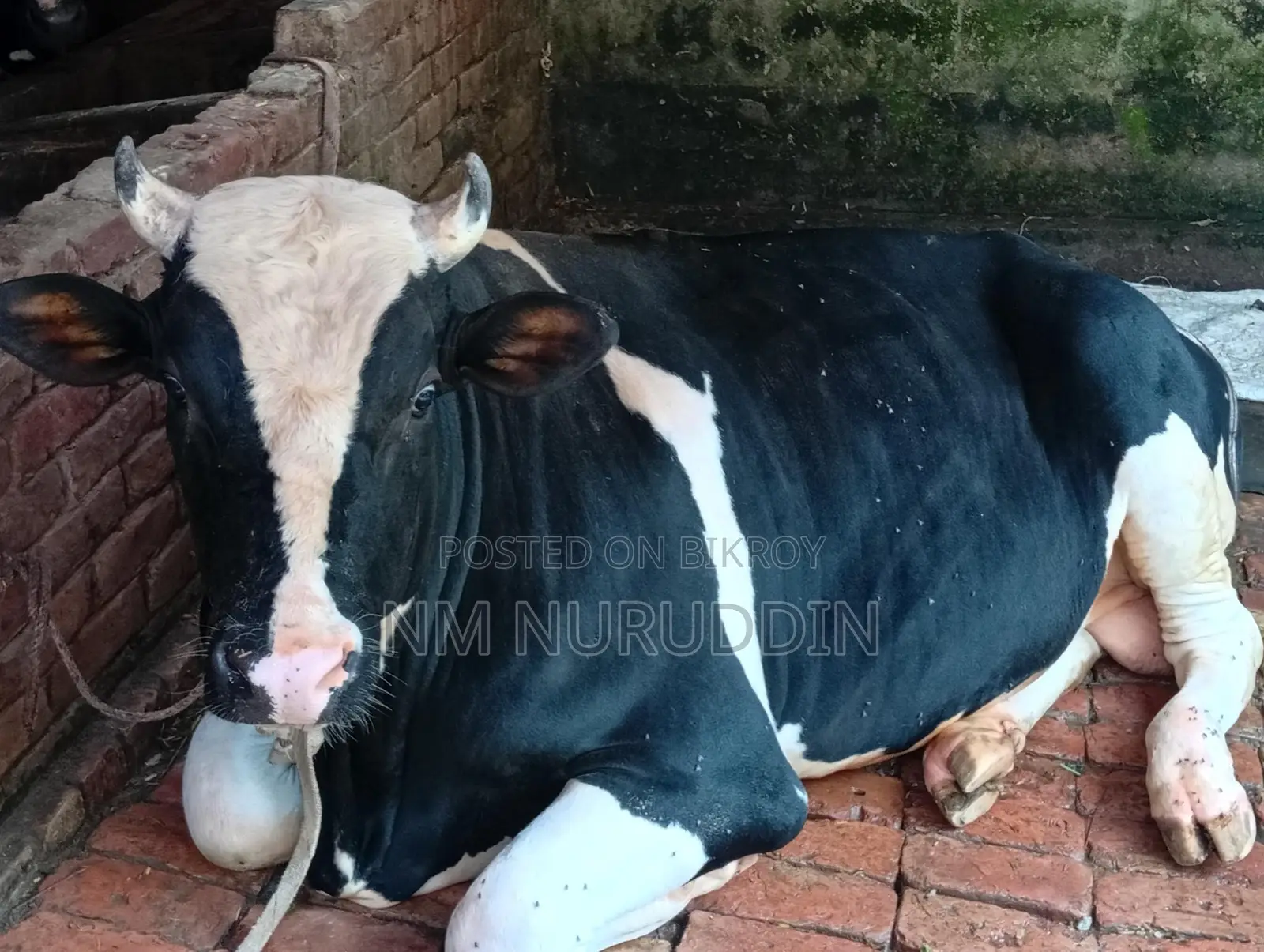 Bull for Sale