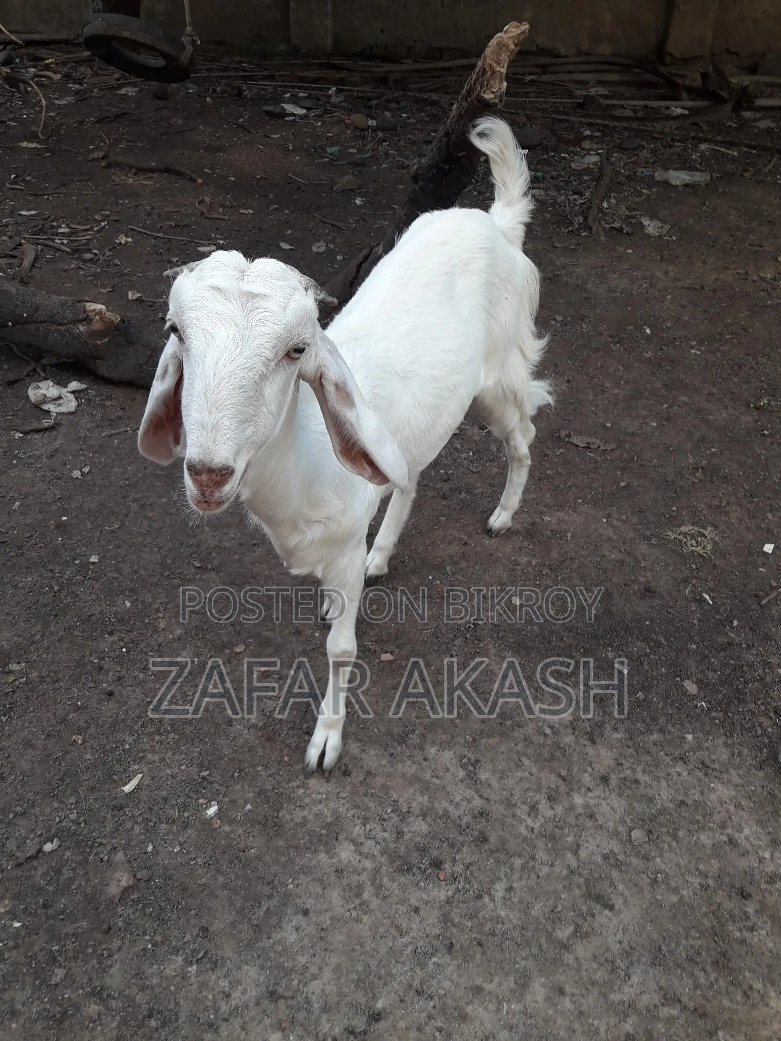 2-Tooth Hansa Duckling for Sale