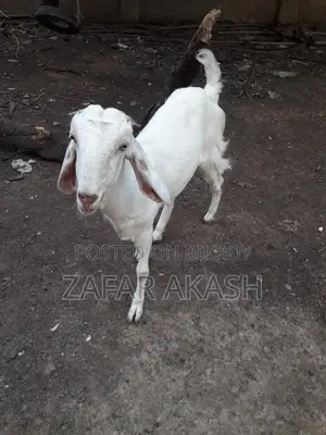 2-Tooth Hansa Duckling for Sale