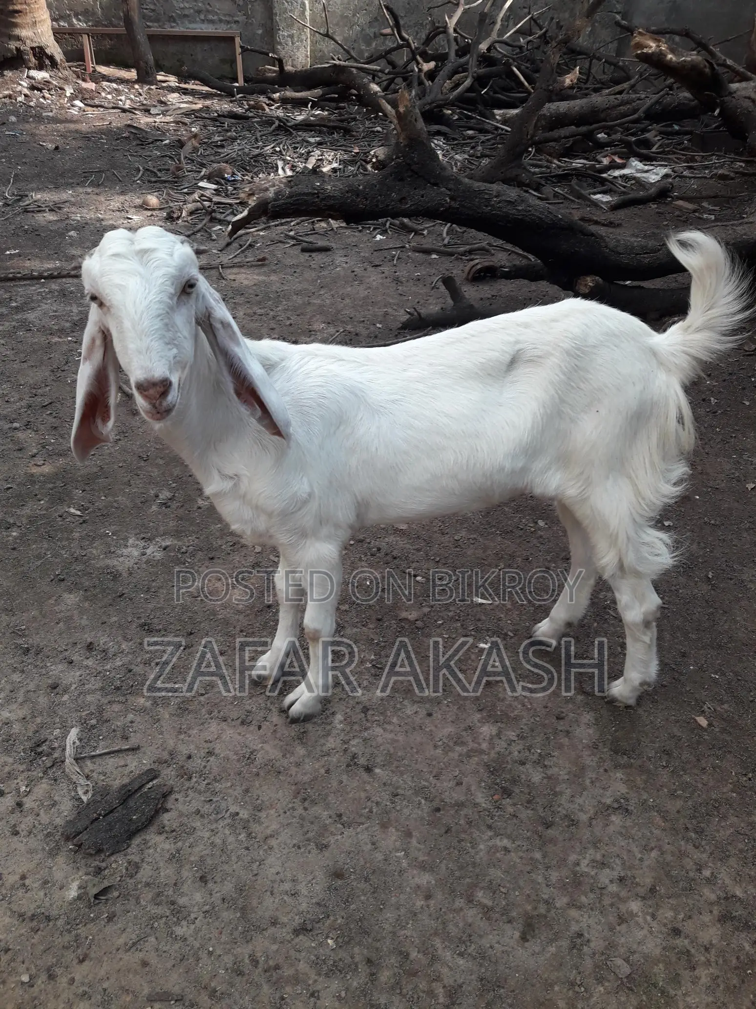 2-Tooth Hansa Duckling for Sale