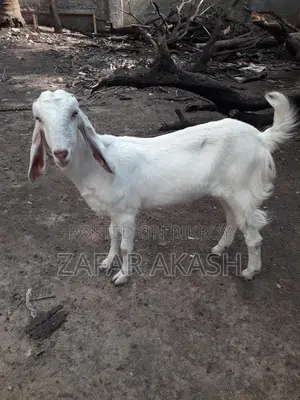 2-Tooth Hansa Duckling for Sale