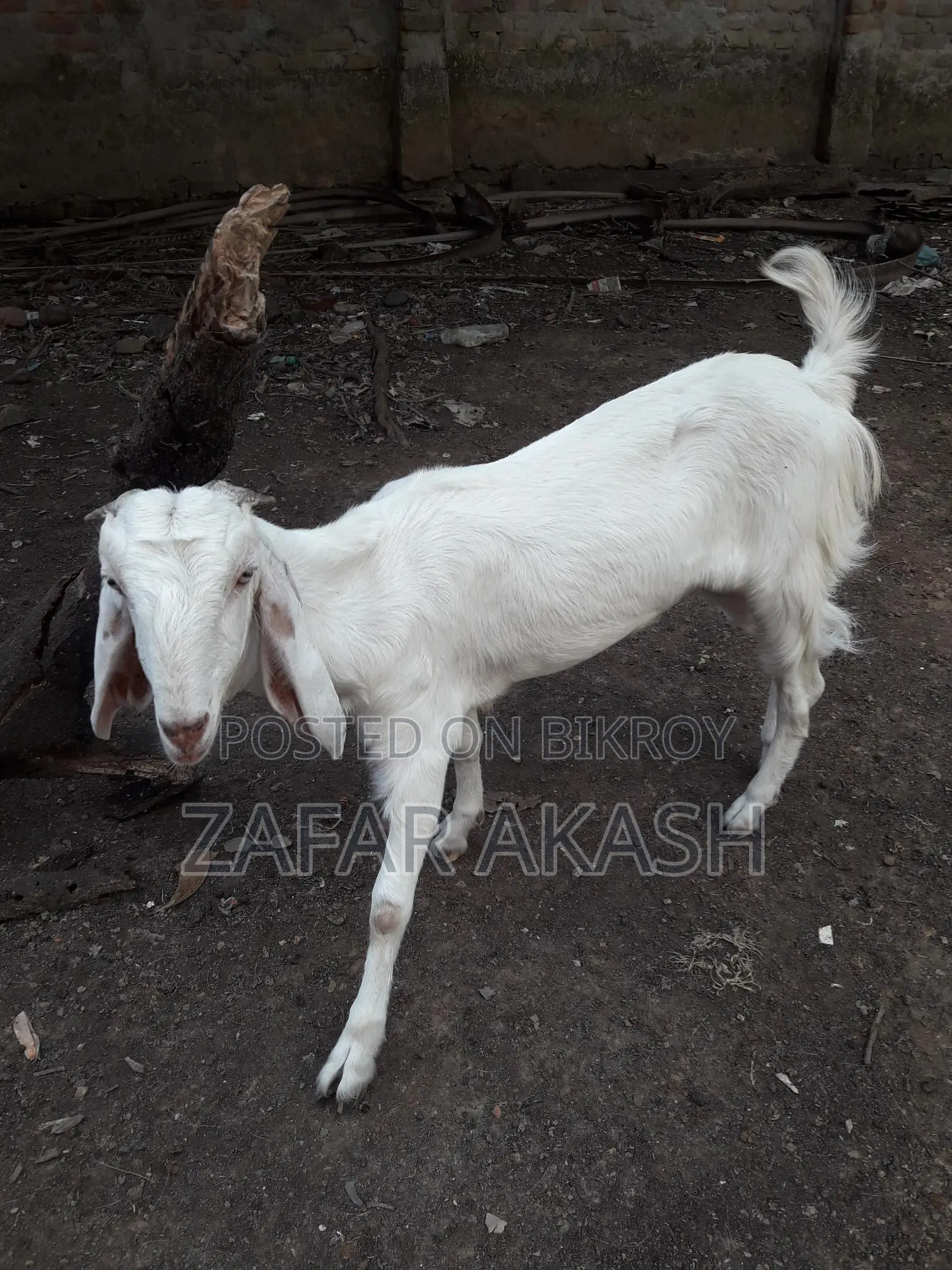 2-Tooth Hansa Duckling for Sale