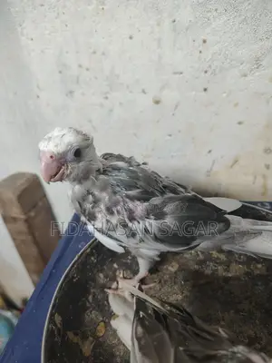 ককাটেল পাখির বাচ্চা