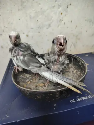 ককাটেল পাখির বাচ্চা