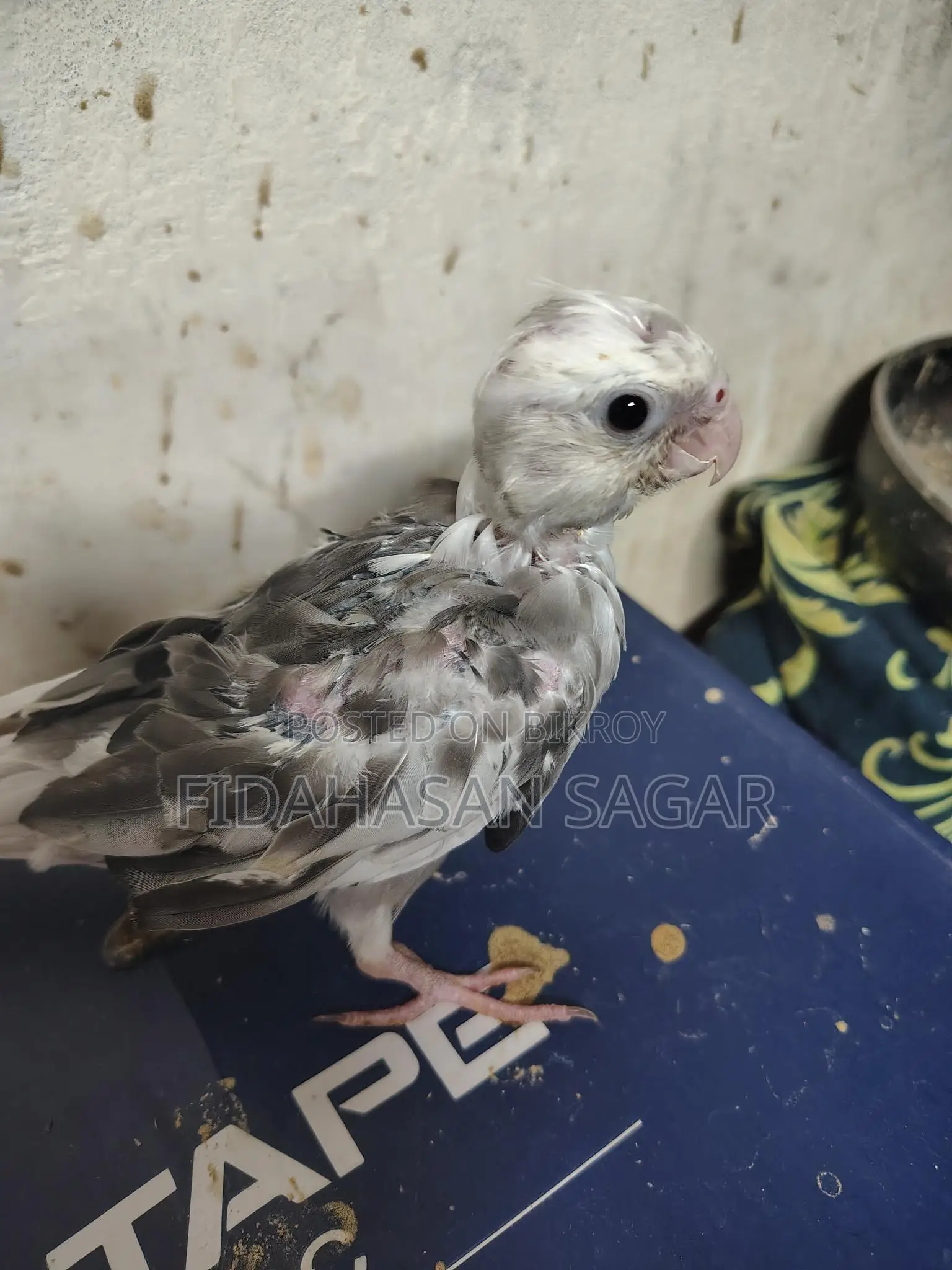 ককাটেল পাখির বাচ্চা