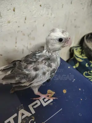 ককাটেল পাখির বাচ্চা