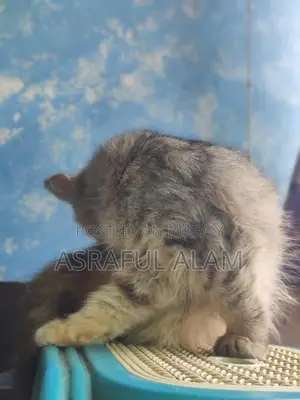 Persian Cat