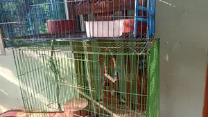 পাখির খাঁচা