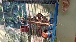 Bird Cage