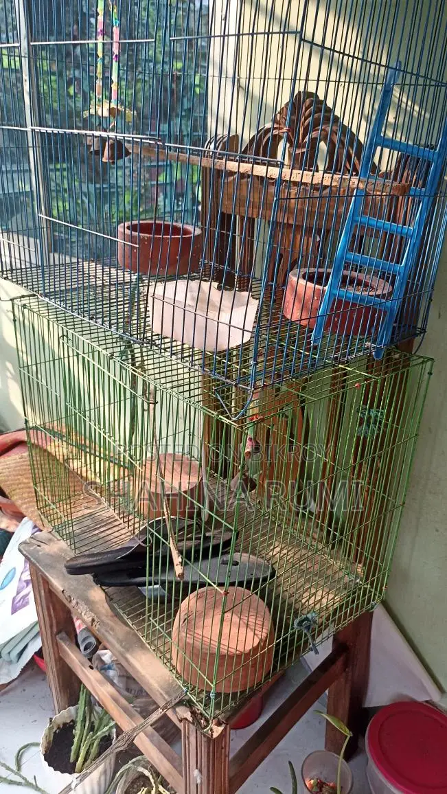 Bird Cage