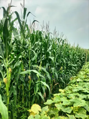 ভূট্টার গাছ বিক্রি
