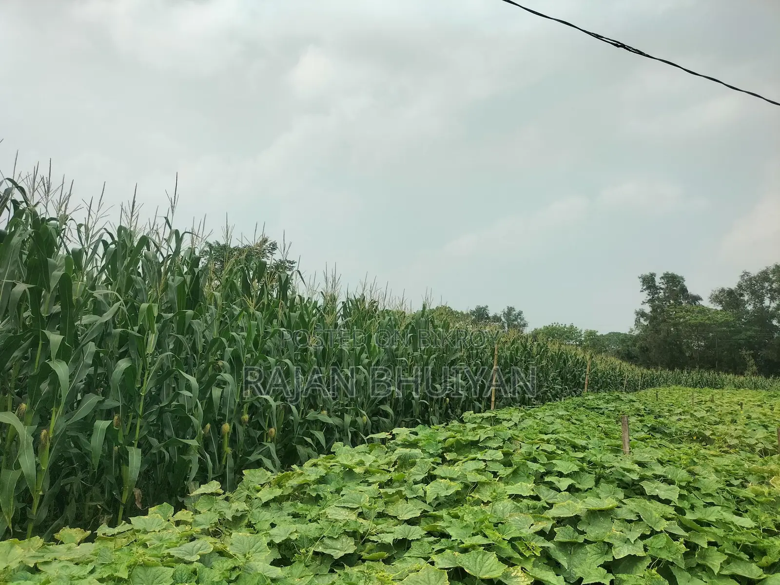 ভূট্টার গাছ বিক্রি