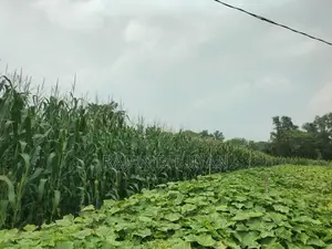 ভূট্টার গাছ বিক্রি