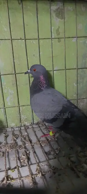 সবজি মাদী