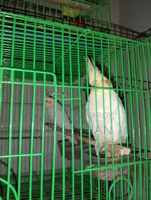 Cockatiel Running Pair
