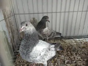 Z Spring Bagha Pigeon Pairs