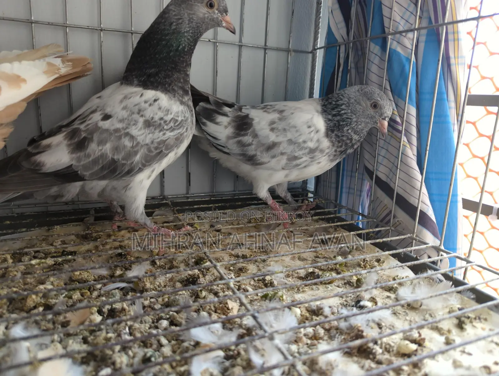 Z Spring Bagha Pigeon Pairs