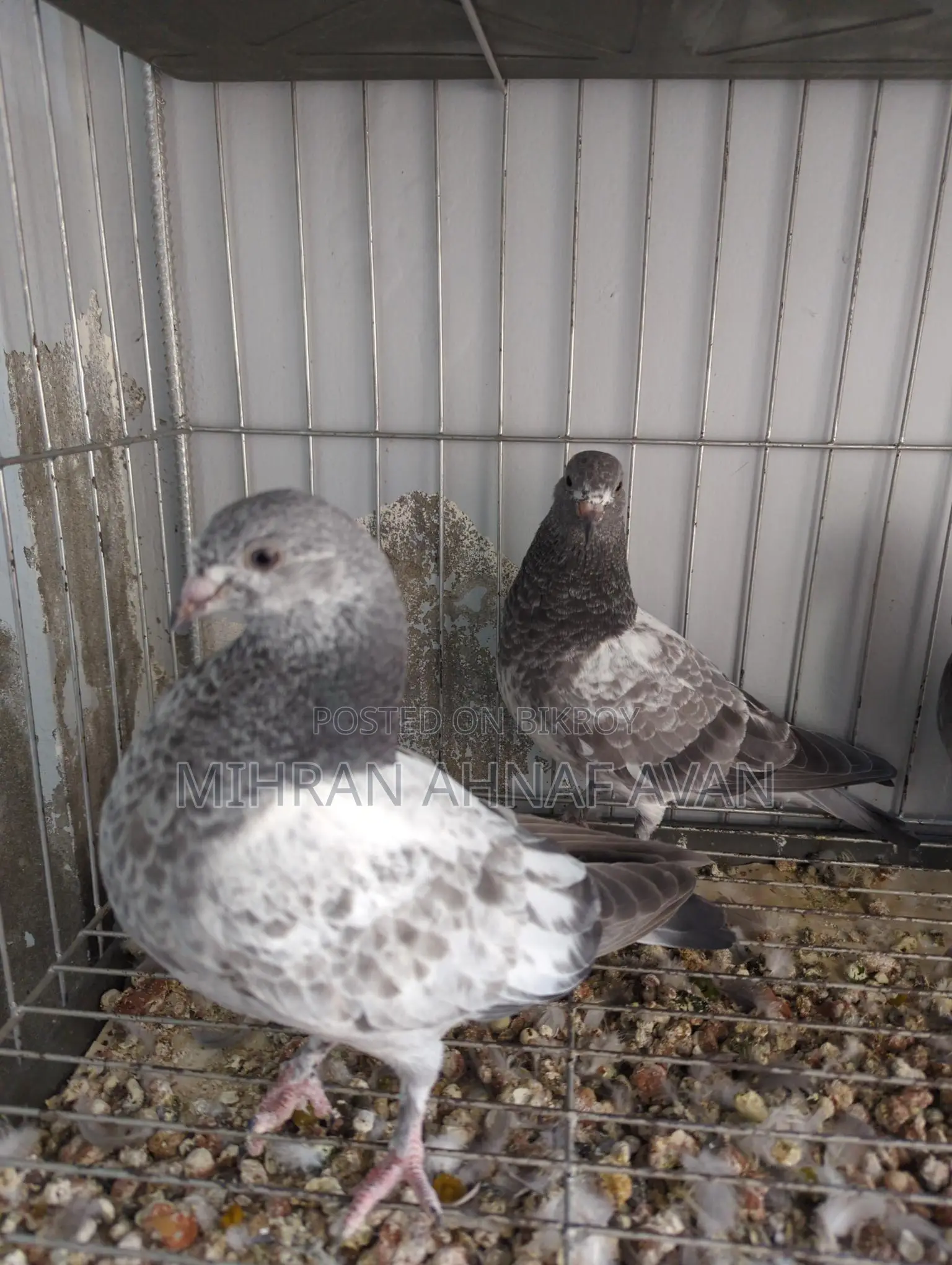 Z Spring Bagha Pigeon Pairs