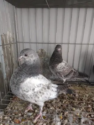 Z Spring Bagha Pigeon Pairs