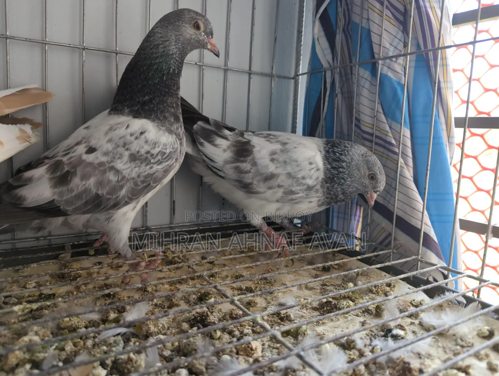 Z Spring Bagha Pigeon Pairs