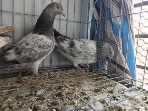 Z Spring Bagha Pigeon Pairs