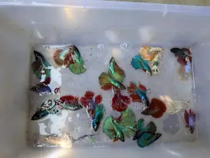 Betta Fish