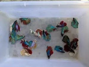 Betta Fish