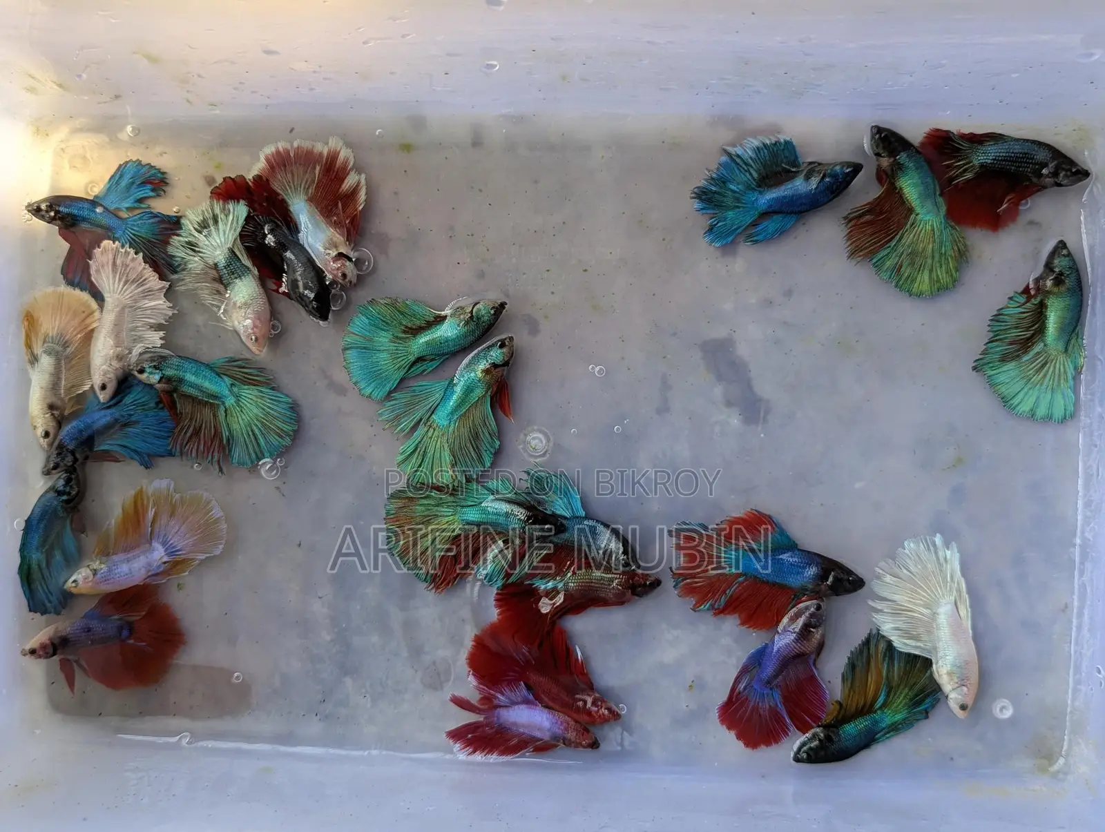 Betta Fish