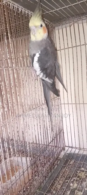 Grey Running Male Cockatiel for Sale/Exchange