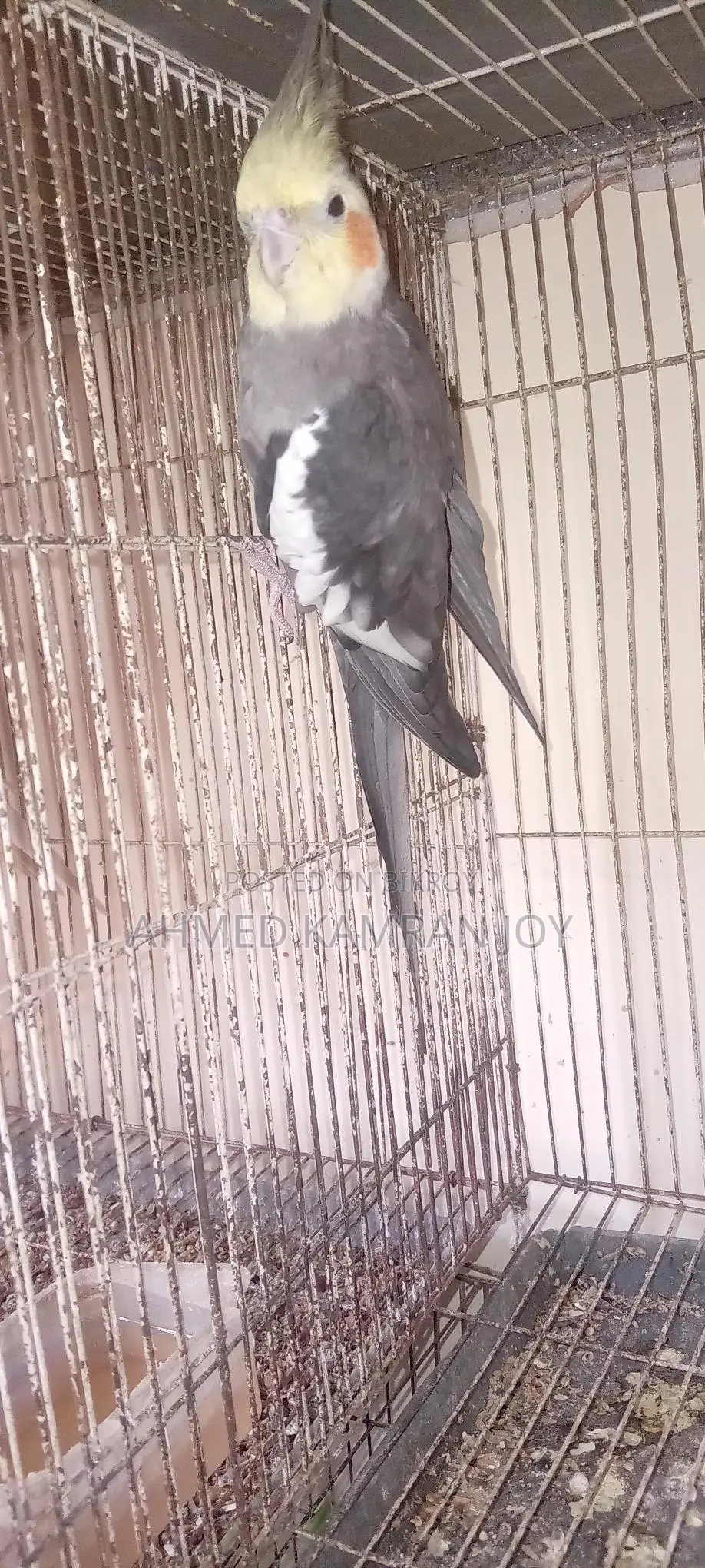 Grey Running Male Cockatiel for Sale/Exchange