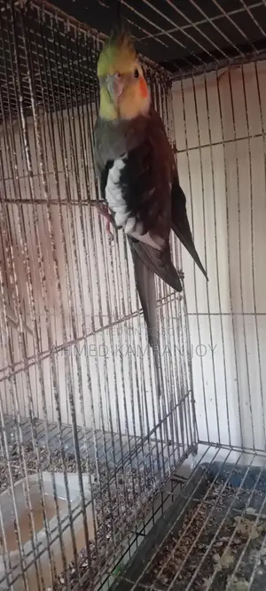 Grey Running Male Cockatiel for Sale/Exchange