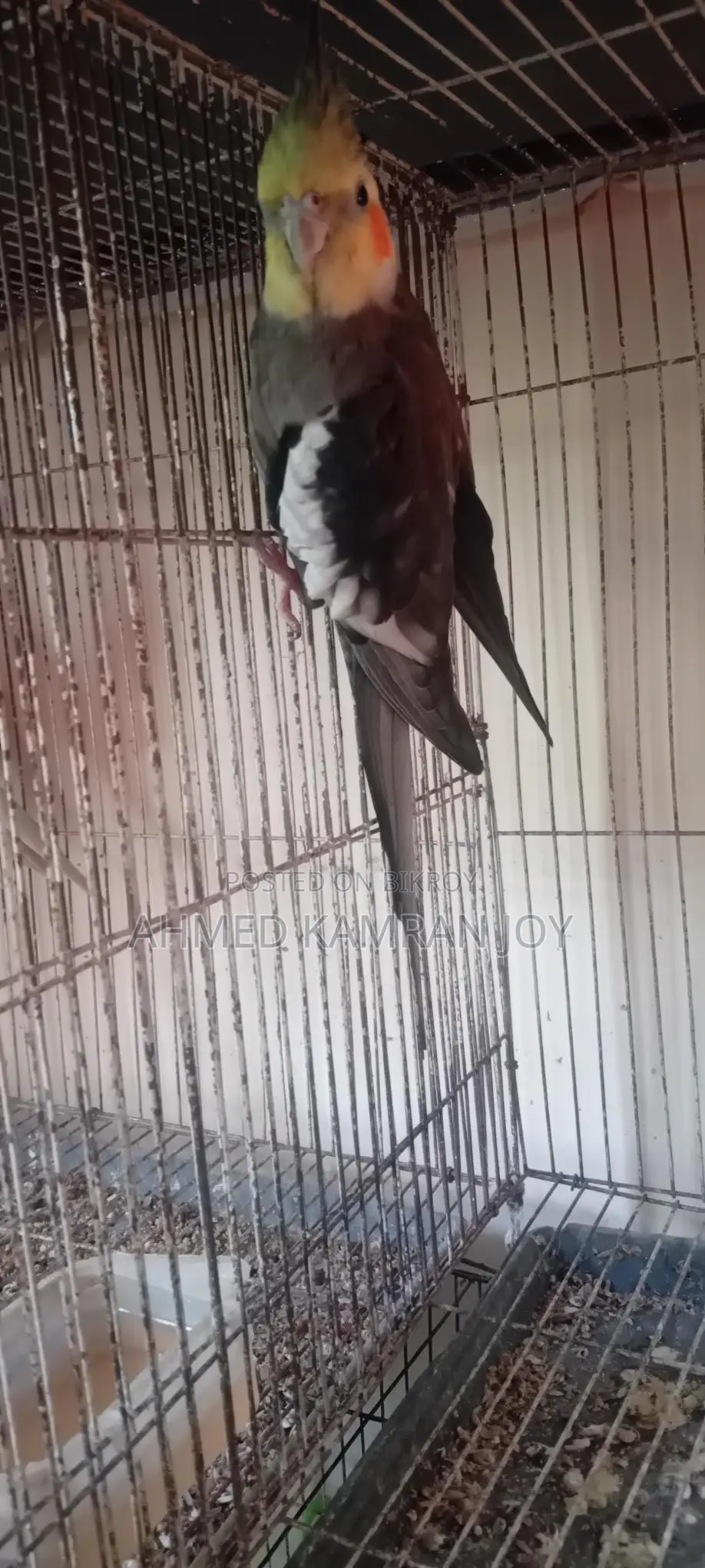 Grey Running Male Cockatiel for Sale/Exchange