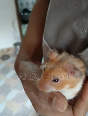 Syrian Hamster