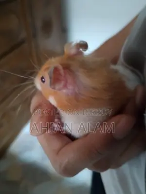 Syrian Hamster