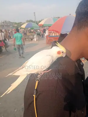 টেম কোকাটেল পাখি