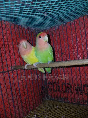লাভবাট পাখি
