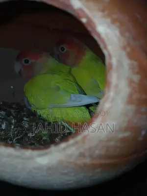 লাভবাট পাখি