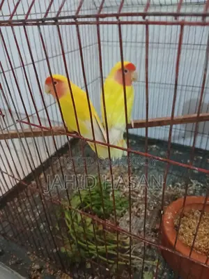 লাভবাট পাখি