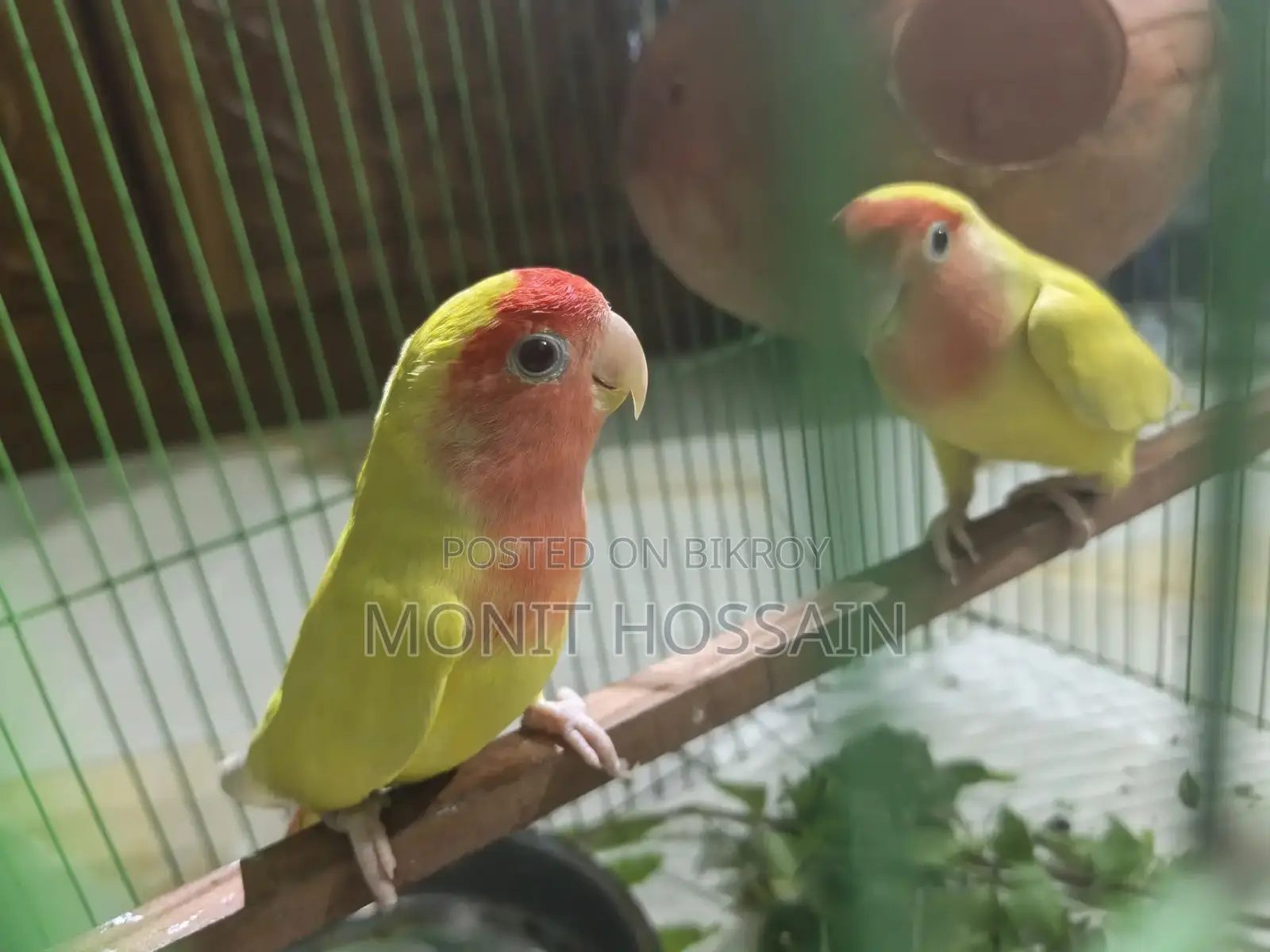 Birds for Sale
