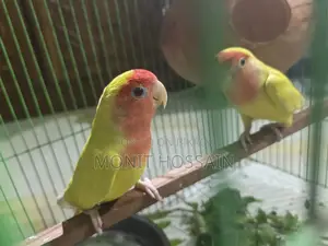 Birds for Sale