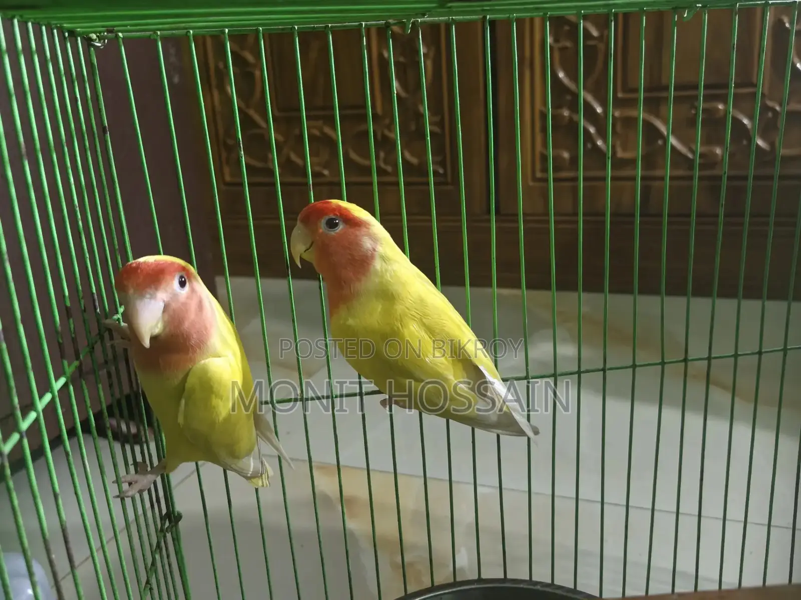 Birds for Sale