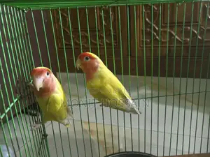 Birds for Sale