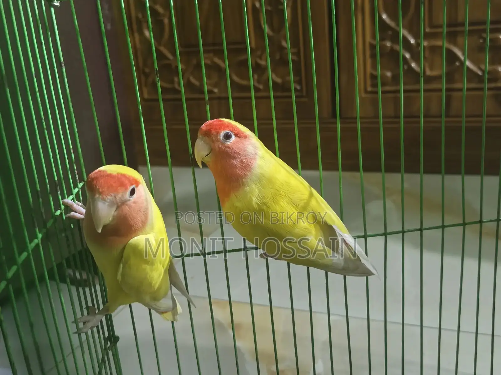 Birds for Sale