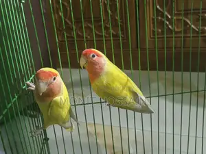 Birds for Sale