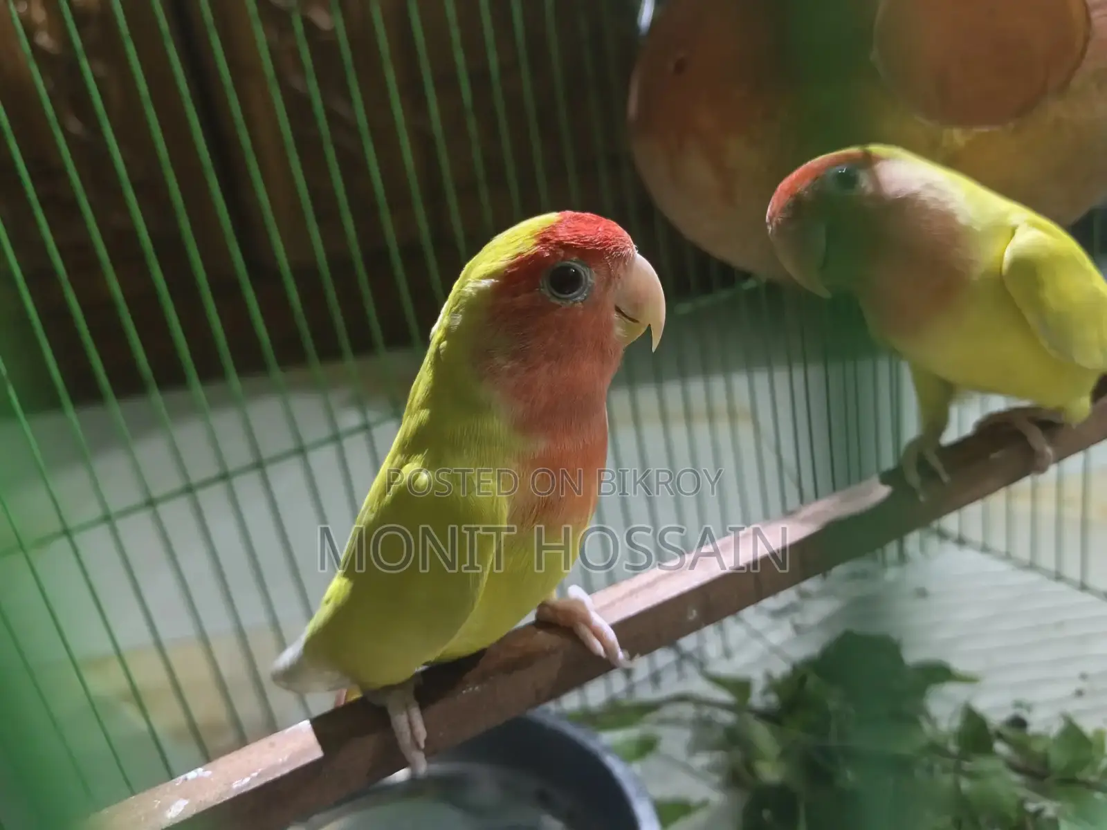 Birds for Sale