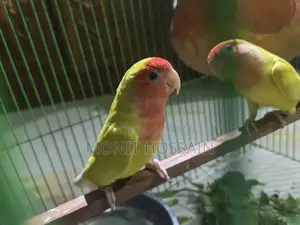 Birds for Sale