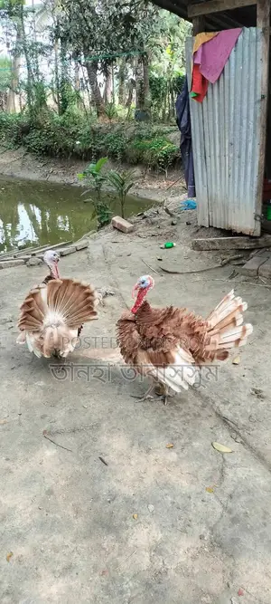 রেড বারবন টার্কি এক মাস বয়সী